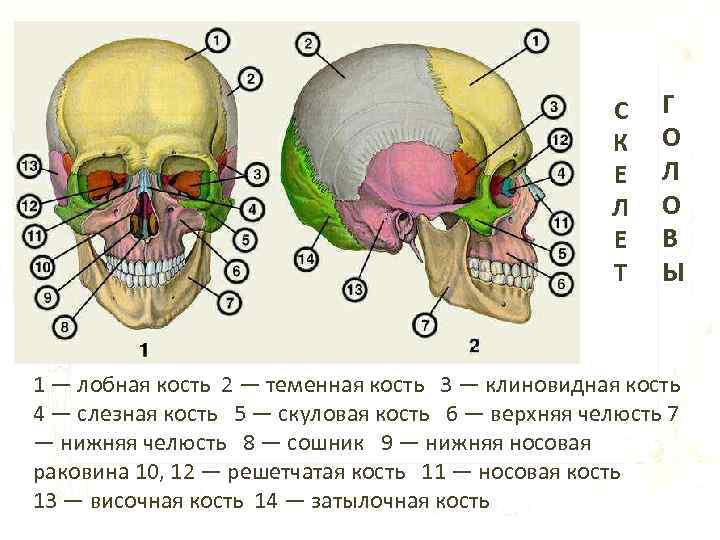 С К Е Л Е Т Г О Л О В Ы 1 —