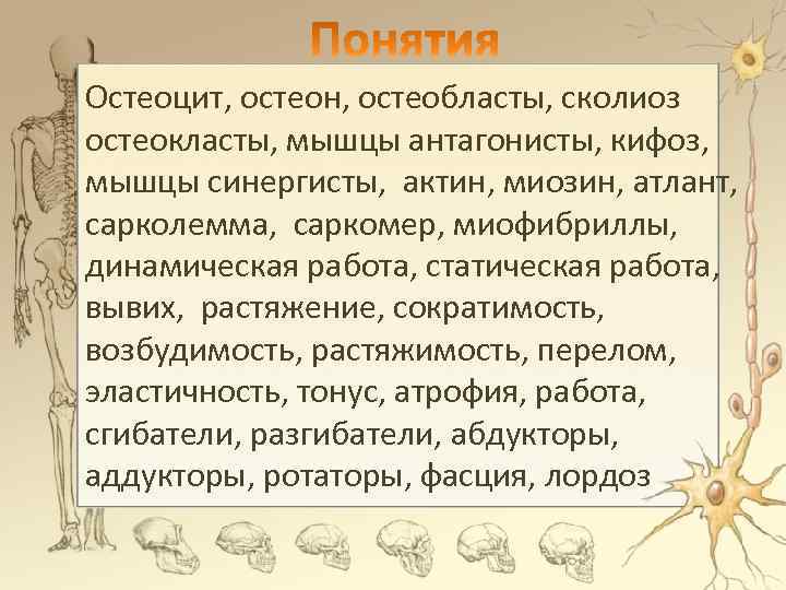 Остеоцит, остеон, остеобласты, сколиоз остеокласты, мышцы антагонисты, кифоз, мышцы синергисты, актин, миозин, атлант, сарколемма,