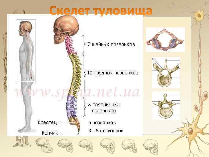 5 позвонков 3 – 5 позвонков 