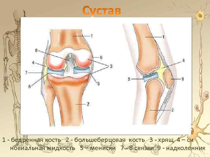 1 - бедренная кость 2 - большеберцовая кость 3 - хрящ 4 – си