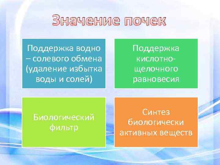 Значение почек Поддержка водно – солевого обмена (удаление избытка воды и солей) Поддержка кислотно-