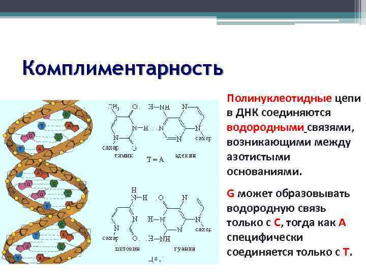 Комплиментарность Полинуклеотидные цепи в ДНК соединяются водородными связями, возникающими между азотистыми основаниями. G может