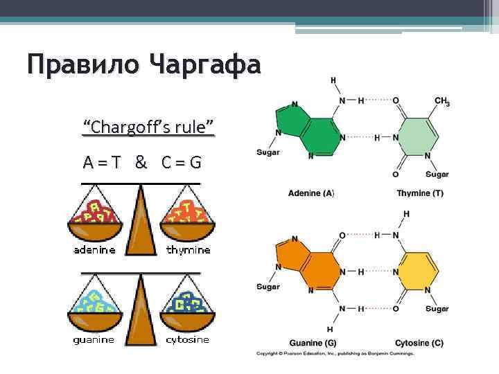 Правило Чаргафа “Chargoff’s rule” A=T & C=G 