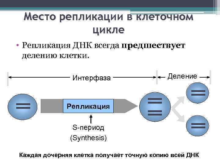 Место репликации в клеточном цикле • Репликация ДНК всегда предшествует делению клетки. Интерфаза Деление