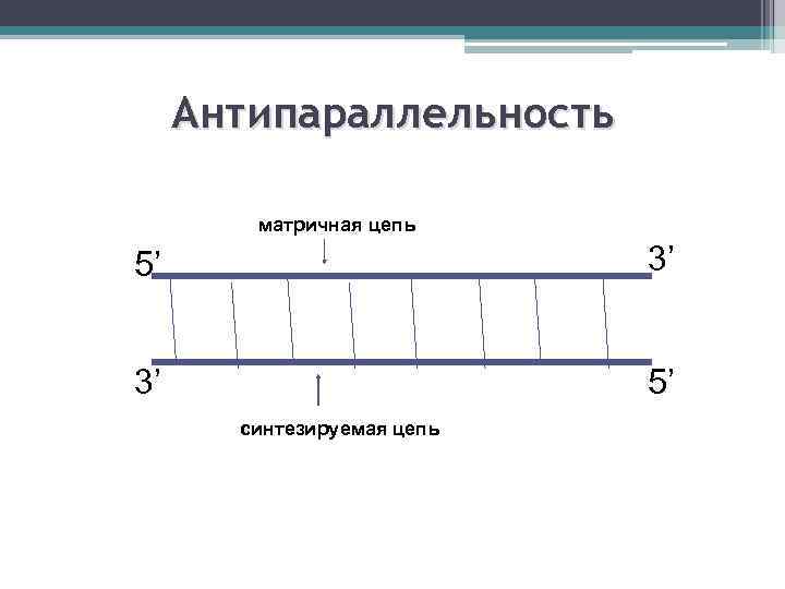 Антипараллельность матричная цепь 5’ 3’ 3’ 5’ синтезируемая цепь 