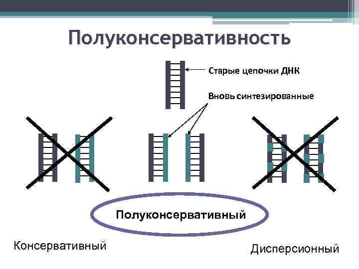Полуконсервативность Старые цепочки ДНК Вновь синтезированные Полуконсервативный Консервативный Дисперсионный 