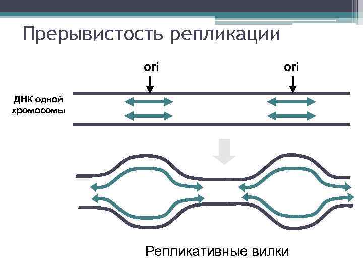 Прерывистость репликации ori ДНК одной хромосомы Репликативные вилки 