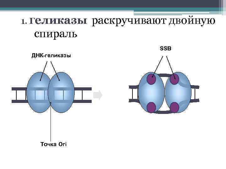 1. Геликазы раскручивают двойную спираль SSB ДНК-геликазы Точка Ori 
