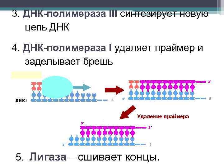 3. ДНК-полимераза III синтезирует новую цепь ДНК 4. ДНК-полимераза I удаляет праймер и заделывает