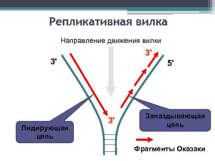 Репликативная вилка Направление движения вилки 3' 3' Лидирующая цепь 5' 3' Запаздывающая цепь Фрагменты