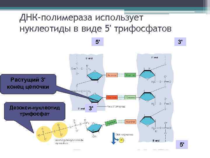 ДНК-полимераза использует нуклеотиды в виде 5' трифосфатов 5' 3' Растущий 3‘ конец цепочки Дезокси-нуклеотид