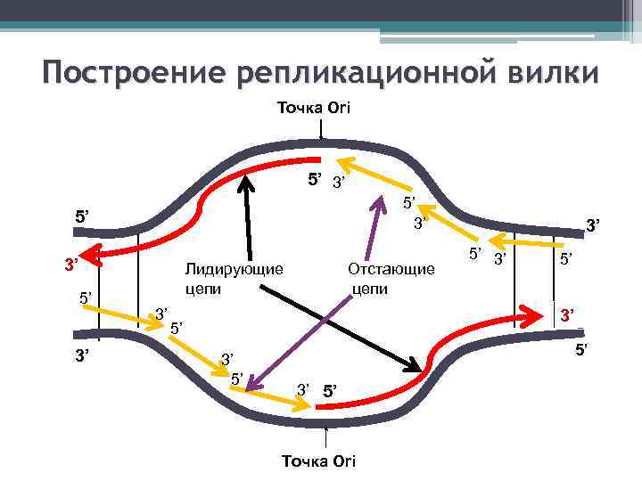 Построение репликационной вилки Точка Ori 5’ 3’ Лидирующие цепи 3’ Отстающие цепи 3’ 5’