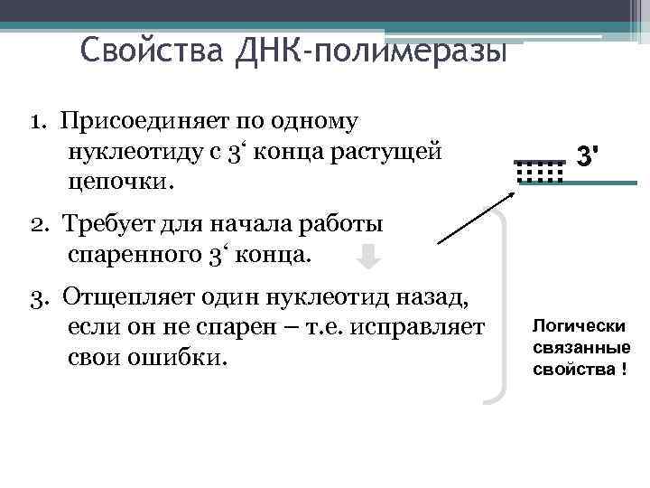 Свойства ДНК-полимеразы 1. Присоединяет по одному нуклеотиду с 3‘ конца растущей цепочки. 3' 2.