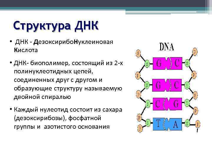 Структура ДНК • ДНК - Дезоксирибо. Нуклеиновая Кислота • ДНК- биополимер, состоящий из 2