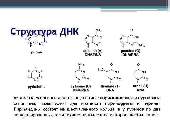 Структура ДНК Азотистые основания делятся на два типа: пиримидиновые и пуриновые основания, называемые для