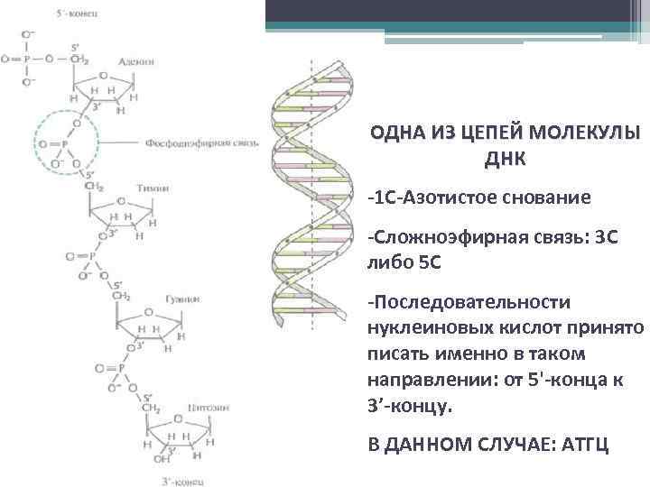 ОДНА ИЗ ЦЕПЕЙ МОЛЕКУЛЫ ДНК -1 С-Азотистое снование -Сложноэфирная связь: 3 C либо 5