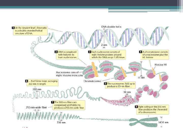 Структура ДНК 