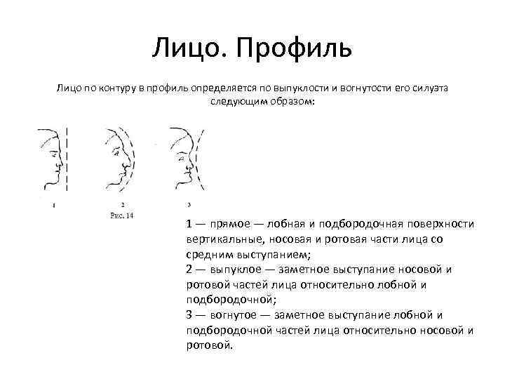 Лицо. Профиль Лицо по контуру в профиль определяется по выпуклости и вогнутости его силуэта