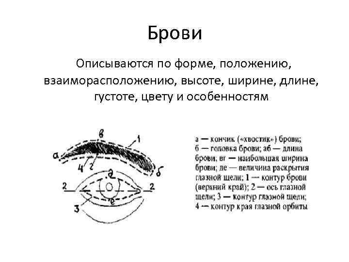 Брови Описываются по форме, положению, взаиморасположению, высоте, ширине, длине, густоте, цвету и особенностям 