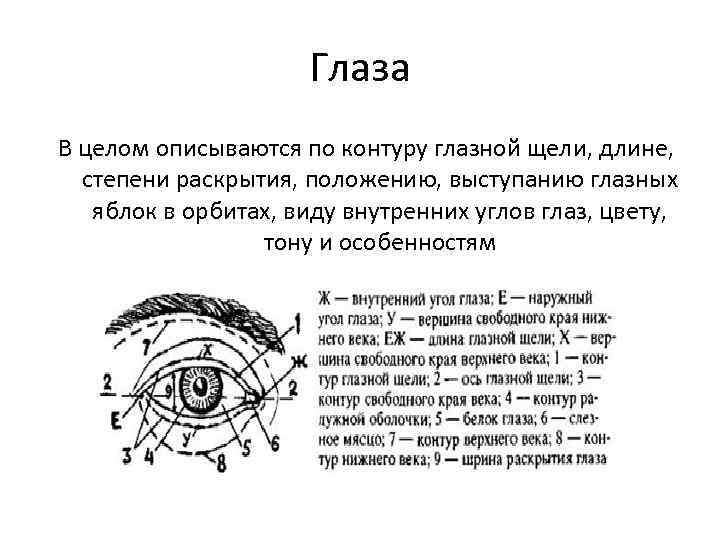 Правила описания внешности человека по методу словесного портрета презентация