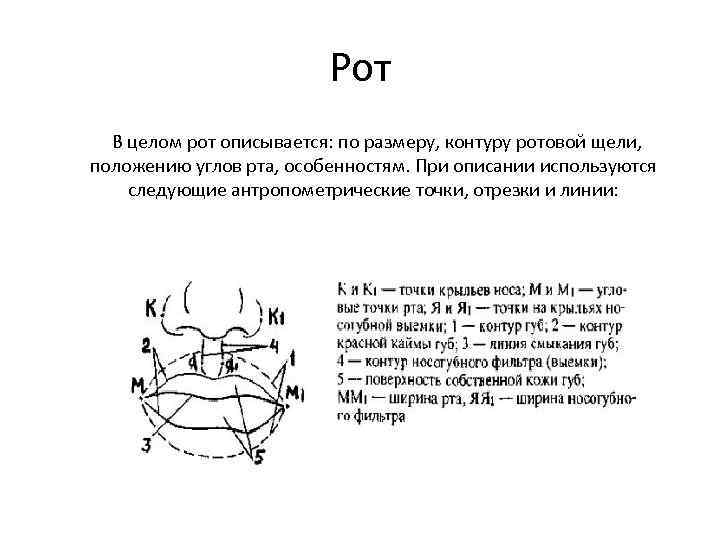 Рот В целом рот описывается: по размеру, контуру ротовой щели, положению углов рта, особенностям.