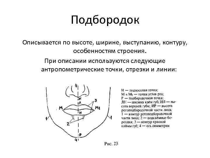 Подбородок Описывается по высоте, ширине, выступанию, контуру, особенностям строения. При описании используются следующие антропометрические