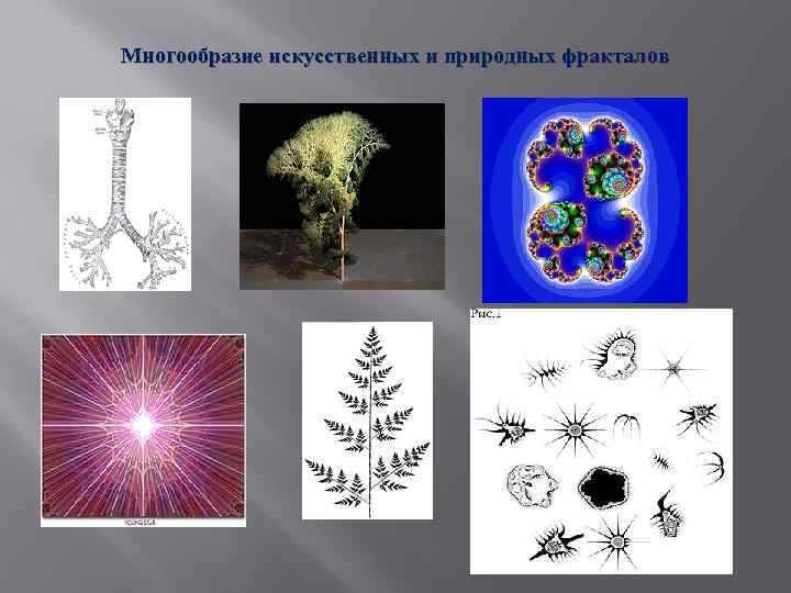 Многообразие искусственных и природных фракталов 