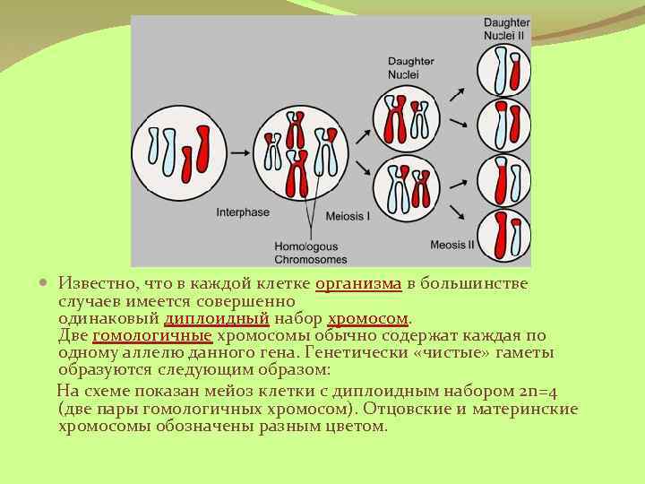  Известно, что в каждой клетке организма в большинстве случаев имеется совершенно одинаковый диплоидный