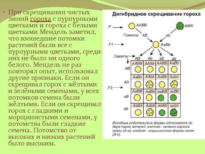  При скрещивании чистых линий гороха с пурпурными цветками и гороха с белыми цветками