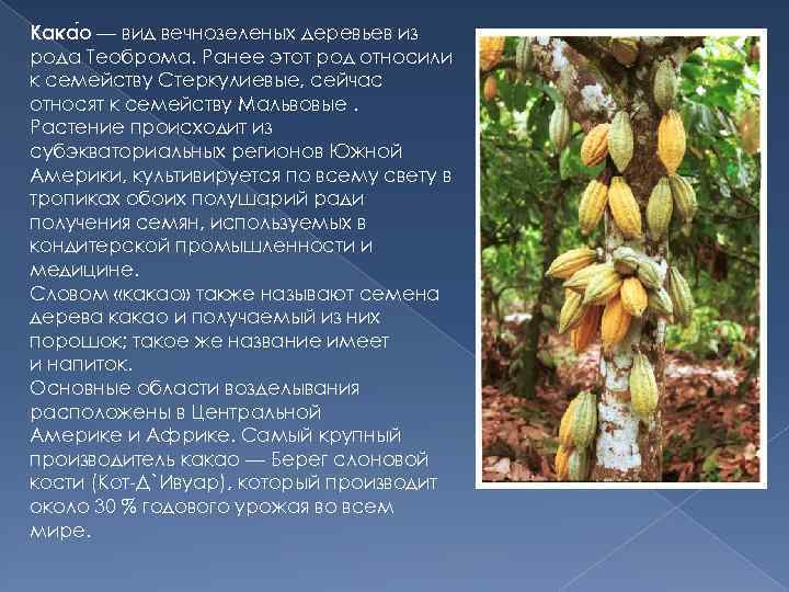 Кака о — вид вечнозеленых деревьев из рода Теоброма. Ранее этот род относили к