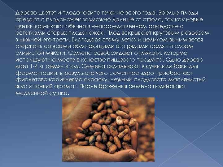 Дерево цветет и плодоносит в течение всего года. Зрелые плоды срезают с плодоножек возможно