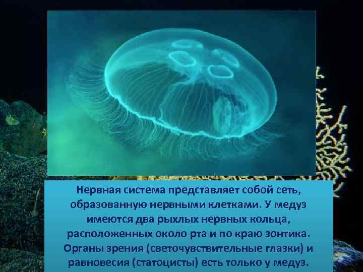 Нервная система представляет собой сеть, образованную нервными клетками. У медуз имеются два рыхлых нервных