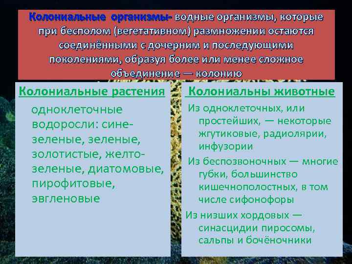 Колониальные организмы- водные организмы, которые при бесполом (вегетативном) размножении остаются соединёнными с дочерним и