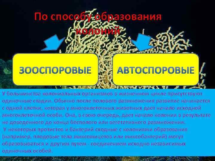 По способу образования колоний У большинства колониальных организмов в жизненном цикле присутствуют одиночные стадии.