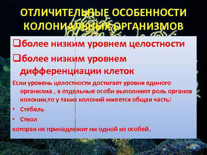 ОТЛИЧИТЕЛЬНЫЕ ОСОБЕННОСТИ КОЛОНИАЛЬНЫХ ОРГАНИЗМОВ qболее низким уровнем целостности qболее низким уровнем дифференциации клеток Если