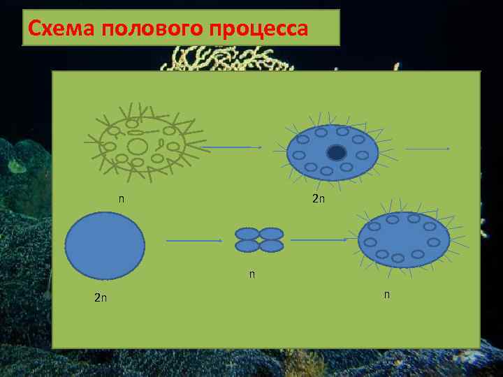 Схема полового процесса n 2 n n 