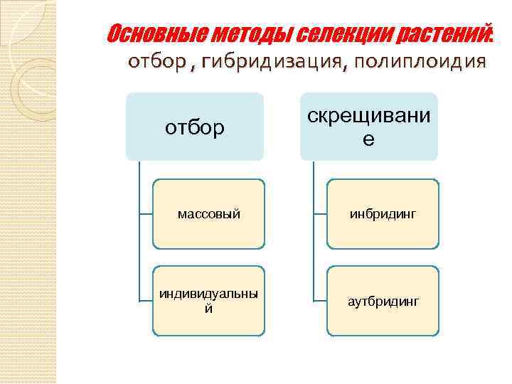 Основные методы селекции растений: отбор , гибридизация, полиплоидия отбор скрещивани е массовый инбридинг индивидуальны