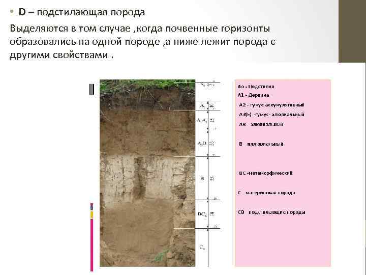  • D – подстилающая порода Выделяются в том случае , когда почвенные горизонты