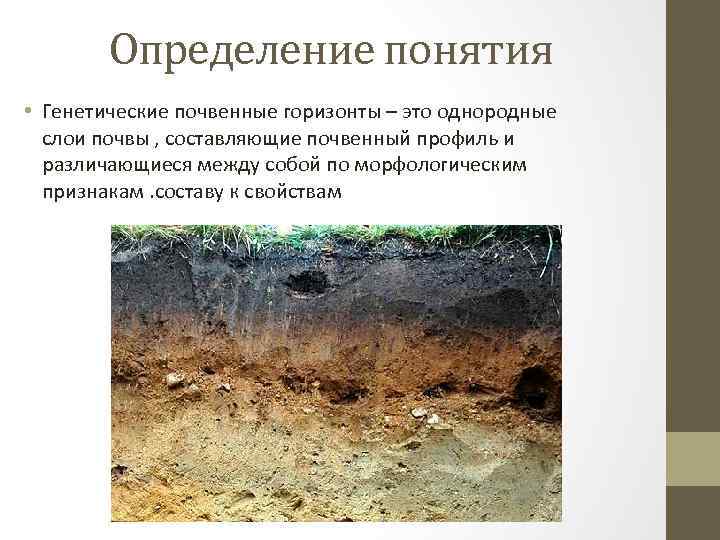 Определение понятия • Генетические почвенные горизонты – это однородные слои почвы , составляющие почвенный