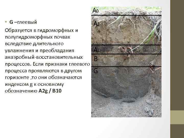  • G –глеевый Образуется в гидроморфных и полугидроморфных почвах вследствие длительного увлажнения и