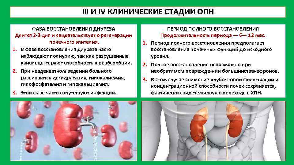 Восстановление почек