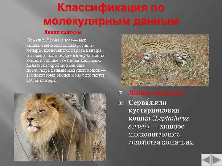 Классификация по молекулярным данным Линия пантеры Лев (лат. Panthera leo) — вид хищных млекопитающих,