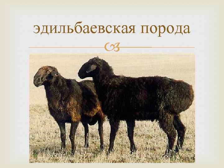 эдильбаевская порода 