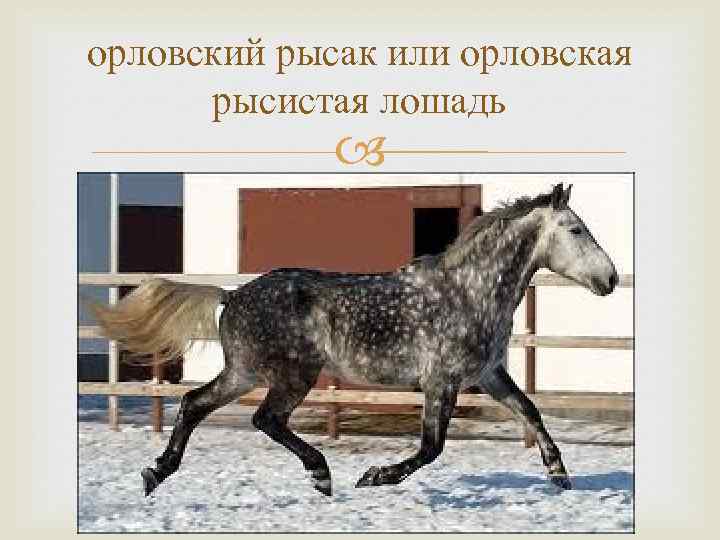 орловский рысак или орловская рысистая лошадь 