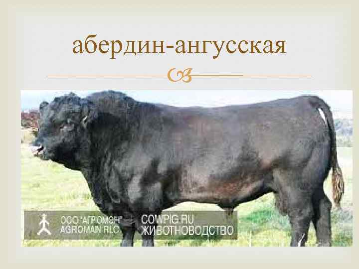 абердин-ангусская 