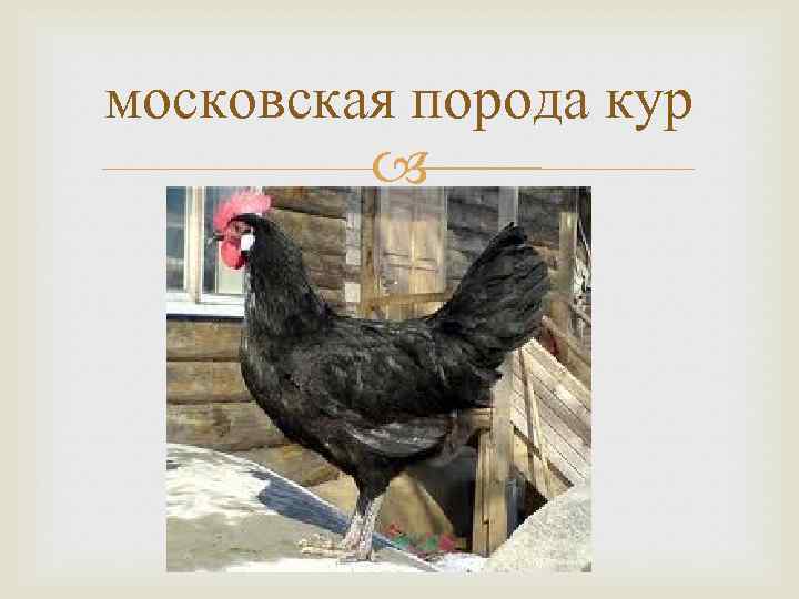 московская порода кур 