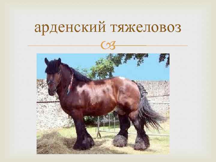 арденский тяжеловоз 