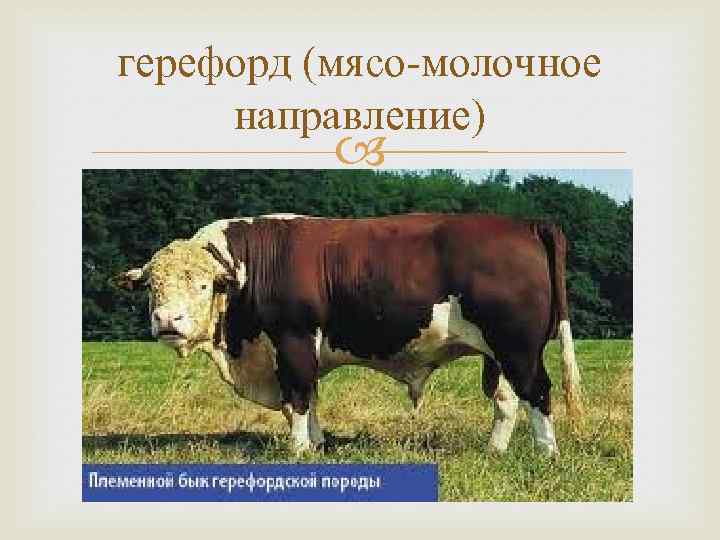 Породы молочного направления презентация