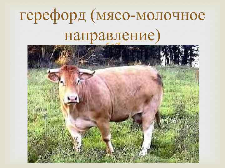 герефорд (мясо-молочное направление) 