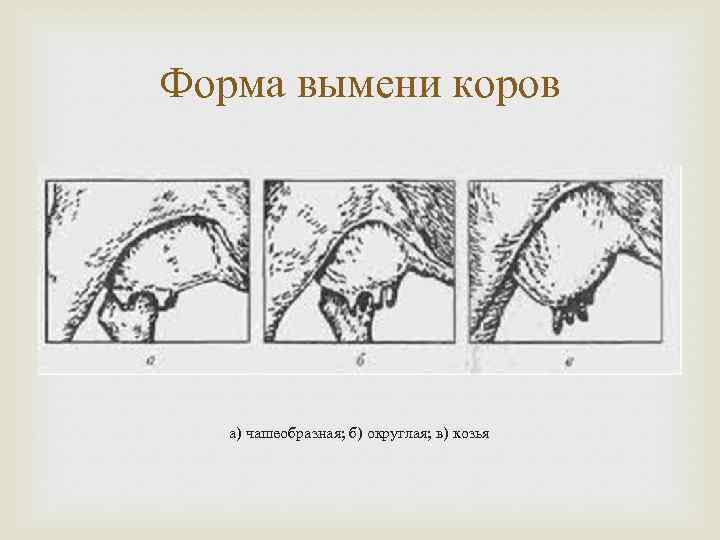 Строение вымени коровы